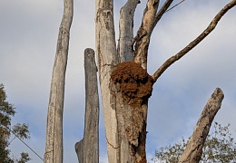 TERMIITTIEN AIHEUTTAMA TALOUDELLINEN TUHO AUSTRALIASSA Termiitit Australiassa